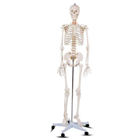 70.8" Life Size Human Anatomical Anatomy Skeleton Medical Model with Rolling Stand, Removable Parts, Poster & Dust Cover