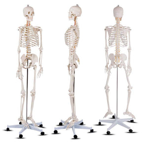 70.8" Life Size Human Anatomical Anatomy Skeleton Medical Model with Rolling Stand, Removable Parts, Poster & Dust Cover