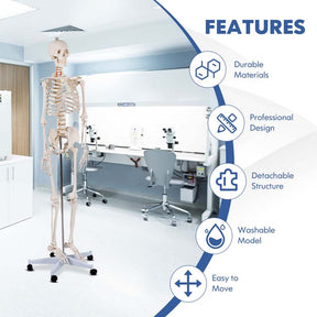 70.8" Life Size Human Anatomical Anatomy Skeleton Medical Model with Rolling Stand, Removable Parts, Poster & Dust Cover