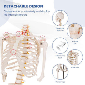 70.8" Life Size Human Anatomical Anatomy Skeleton Medical Model with Rolling Stand, Removable Parts, Poster & Dust Cover